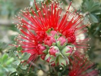 Kunzea pulchella
