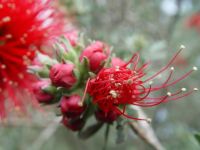 Kunzea baxterii