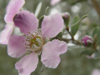 Leptospermum sericeum
