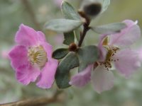 Leptospermum sericeum