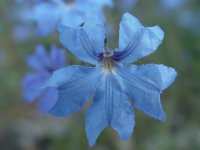 Lechenaultia biloba