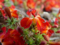 Leschenaultia formosa