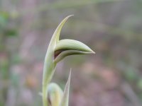 Lyperanthus  serratus