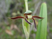 Lyperanthus  serratus