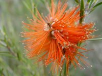 Melaleuca lateritia