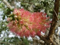 Melaleuca elliptica