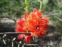Melaleuca fulgens