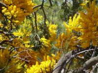 Nuytsia floribunda