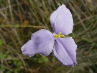 Patersonia ? 