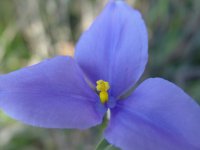 Patersonia ? 