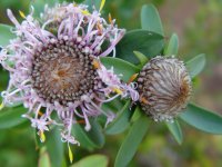 Petrophile ? 
