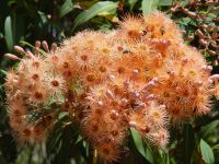 Corymbia ficifolia
