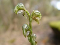 Pterostylis vittata