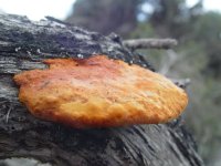 Pycnoporus coccineus
