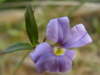 Scaevola stricta sp. stricta