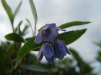 Sollya heterophylla