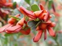 Templetonia retusa