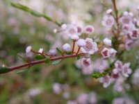 Thryptomene ? 