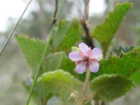 Tremandra stelligera
