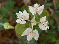 Xanthosia rotundifolia