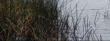 Lake reeds - 21Kb