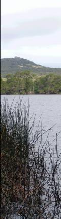 Lake and reeds - 11Kb