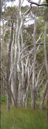 Melaleuca at the lake - 19Kb