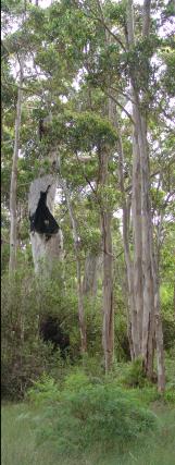 Karri forest around the lake - 9Kb