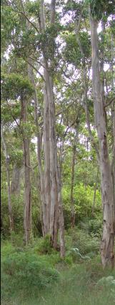 Karri forest around the lake II - 10Kb