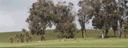 Blackboys and whitegums - 16Kb
