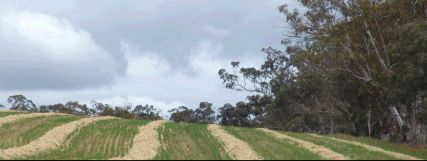 Windrows over the hill - 13Kb