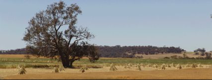 Stooks and tree - 12Kb