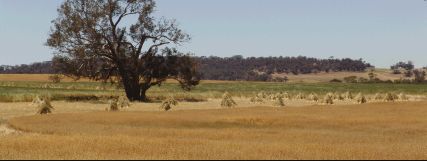 Stooks among the crop - 16Kb