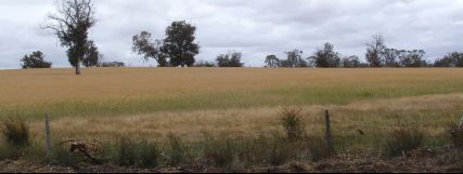 Green crop - 12Kb