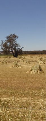 Stooks in the stubble - 16Kb