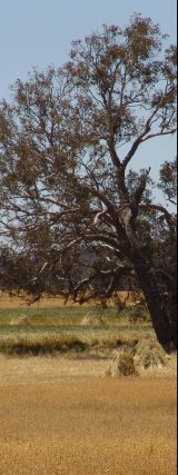 Stooks among the crop II - 12Kb