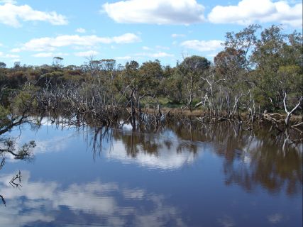 Gordon River reflections III - 11Kb