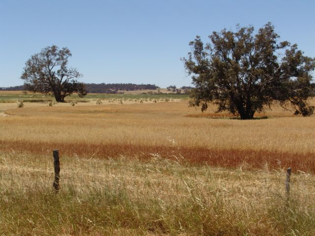 Stooks and golden grain - 66Kb