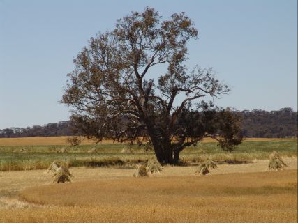Stooks around the tree - 12Kb