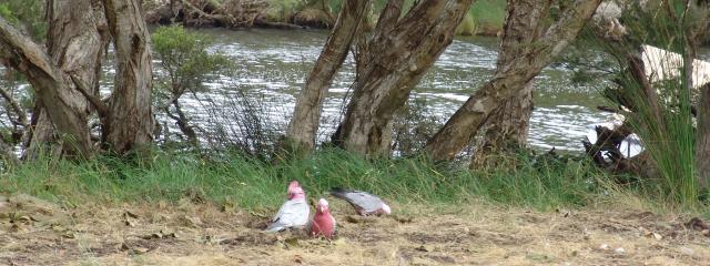 Picnic by the river - 44Kb