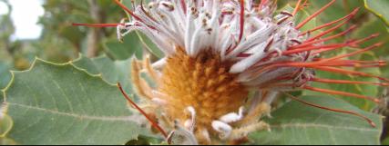 Banksia coccinea detail - 14kb