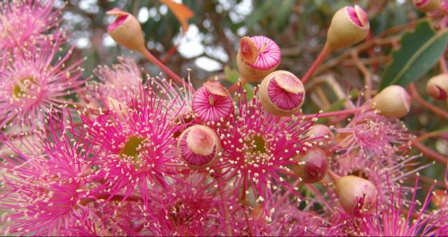 Eucalyptus ficifolia detail - 51kb