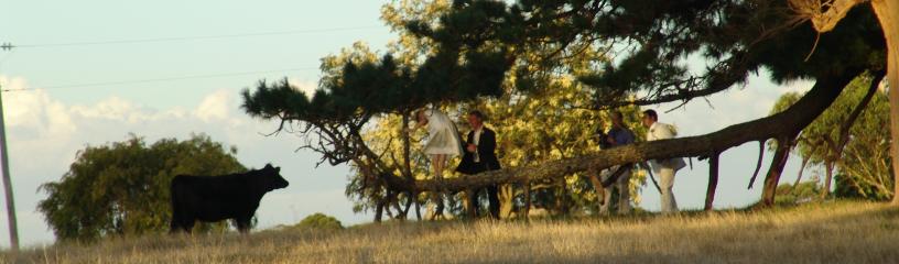 pink Eucalyptus ficifolia - 30Kb JPG